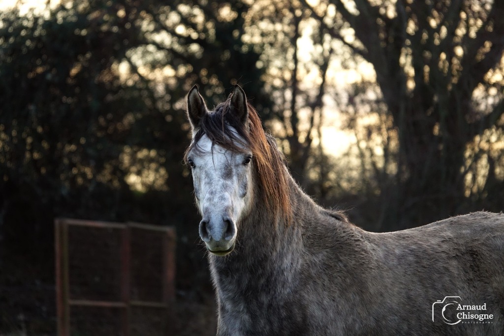 Cheval 3