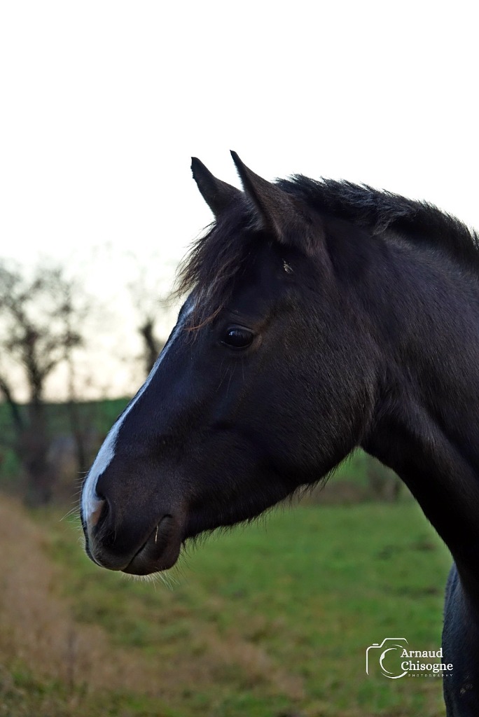 Cheval 5